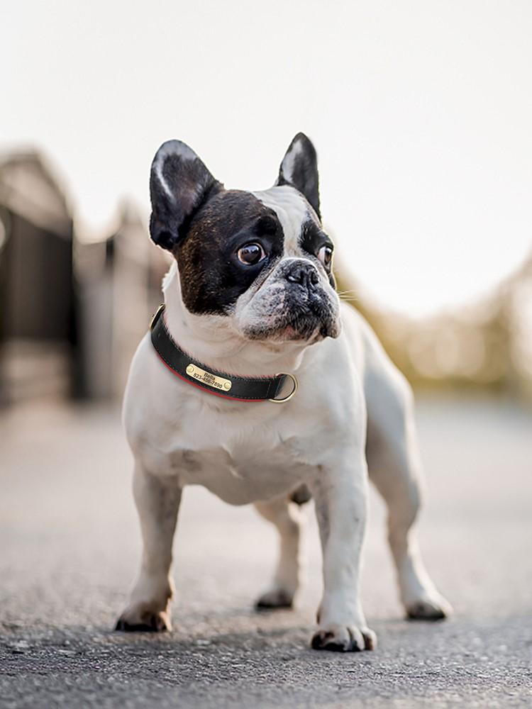 Free Custom Dog Collar Soft Padded Dogs Collars Personalized PU Leather Pet Necklace Adjustable for Small Medium Large Dogs Pug