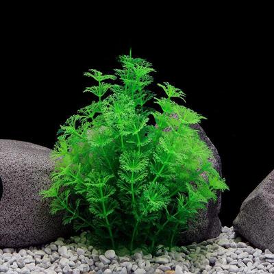 Žuvys ir jūros gyvūnai – Akvariumo dizainas