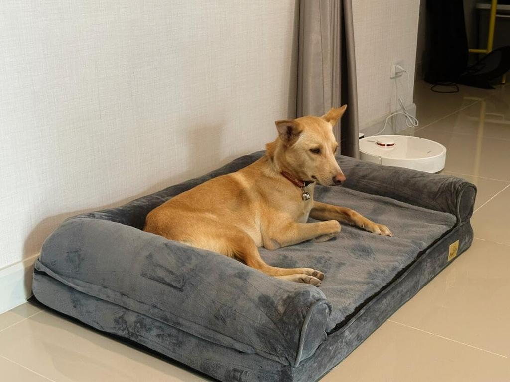 bingopaw Large Dog L Pet Sofa Dog Elderly Dog Bedsore Akita Multiple Small 40kg or Less Bed, Cushion, Washable, Bed, Fluffy, Bed, Waterproof,