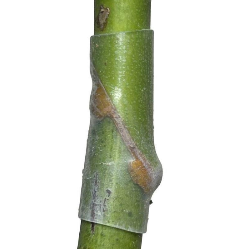 50pack Advanced Grafting Aid Sleeves Quick Setups Silicones Grafting Sleeves Suitable For Multiple Tree Types