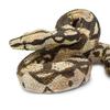 Safari Boa Constrictor Snake Figure Scale Model 266529 1/4