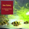 Tigerfish Collection: Fluorescent Green, Golden, Tropical Small Freshwater Schooling Pet Fish