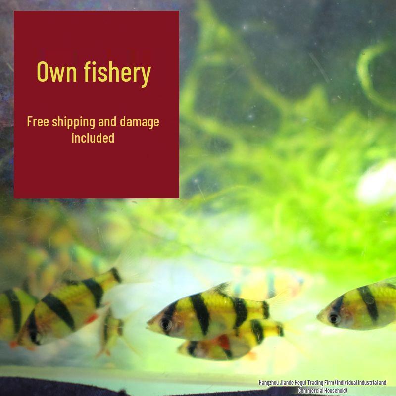 Tigerfish Collection: Fluorescent Green, Golden, Tropical Small Freshwater Schooling Pet Fish