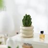 Sun-Loving Indoor Cactus and Succulent Combo for Office Desktops