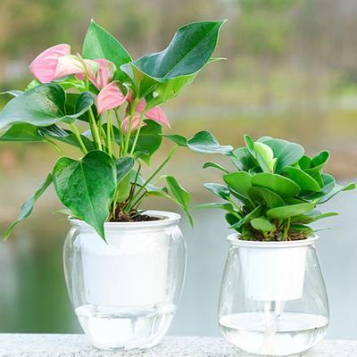 Useful Container Transparent Convenient Self Watering Flowerpot Water