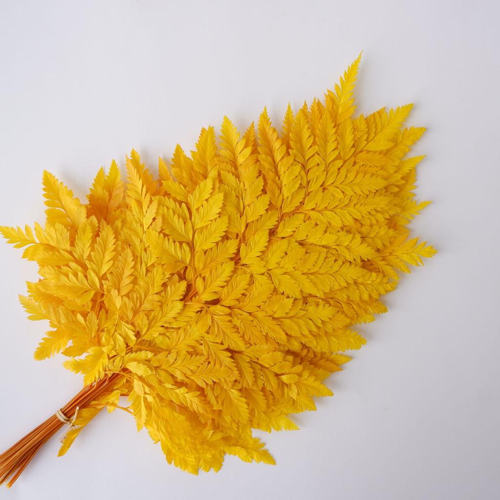 Eternal Alpine Fern Golden Alpine Fern Leaf Immortal Flower Dried Flower Bouquet Wedding Decoration With Grass