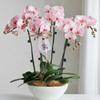 100 Pieces Orchid Support Clips, Plastic Orchid Clips, Garden Vine Fixing Clips, Mini Plant Support Clips, for Climbing Plants, Dark Green