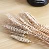 50pcs Rustic Dried Wheat Stalks Natural Dried Flowers Dry Wheat Spikes  Home Kitchen Decoration