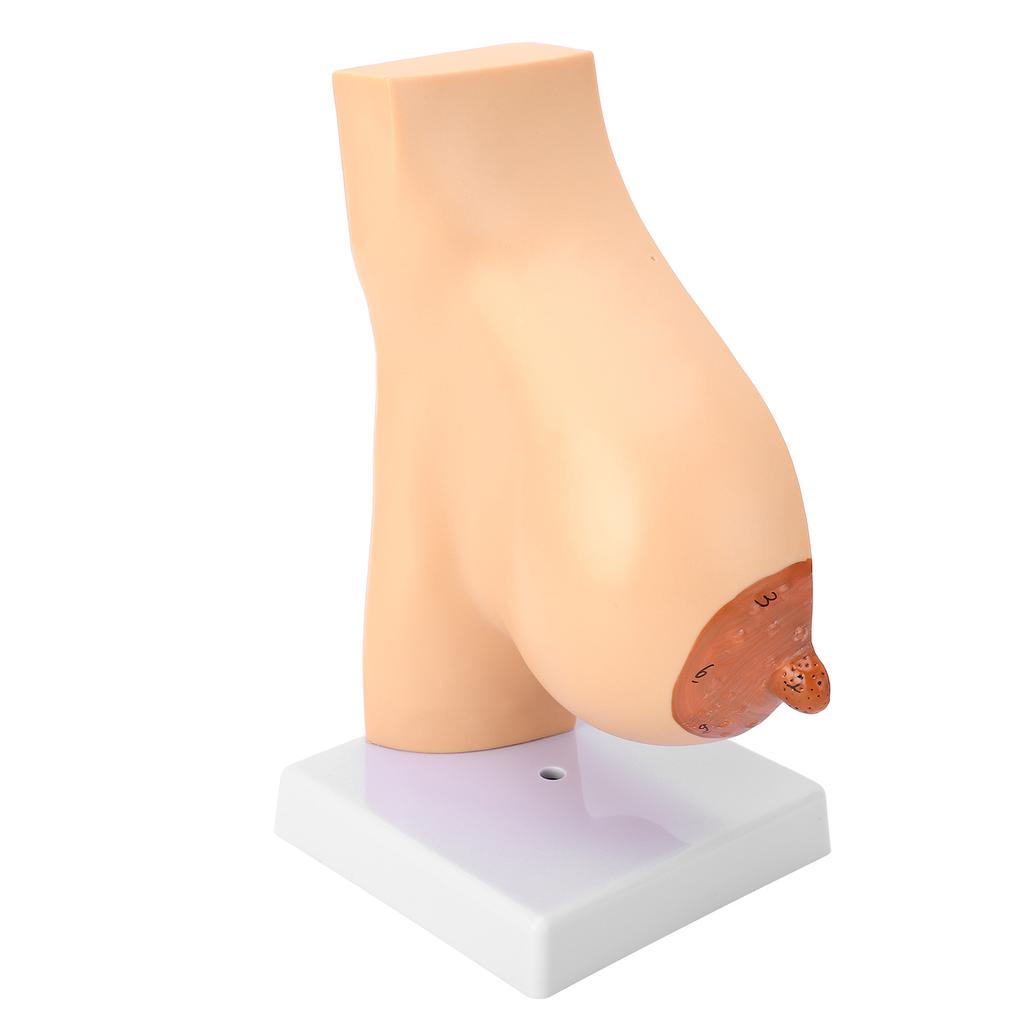 Lactating Bust Anatomical Model PVC Hand Made Lifelike Female Anatomical Chest Model for Lactation