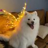 Dog Butterfly Wings Pet Glowing Wings Puppy Summer Clothes Decorative Samoyed Husky Medium Dogs accessories Halloween costume