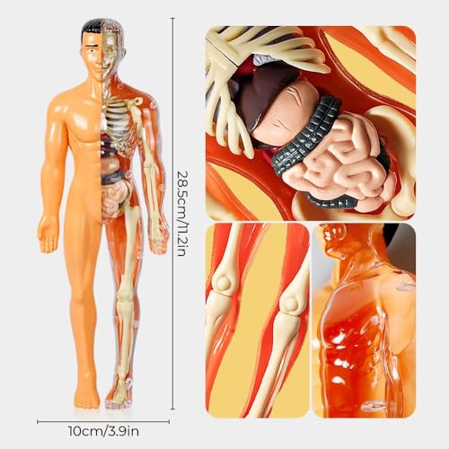 Huang Yem Human Anatomy Model, 3D Organ Model, Human Internal Organs Model with Removable Organs, Anatomical Model Set, Educational Toy for Kids, Chri