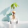 Vază Starter cu Sămânță de Avocado în Patru Piese - Crește-ți Propria Plante de Avocado Vas de Plantare Unic din Sticlă pentru Pasionații de Grădinărit Începe-ți Verdele