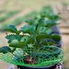 1/3Pcs Anti-ground Strawberry Stand  for Protecting Strawberries from Mold Rot and Dirt