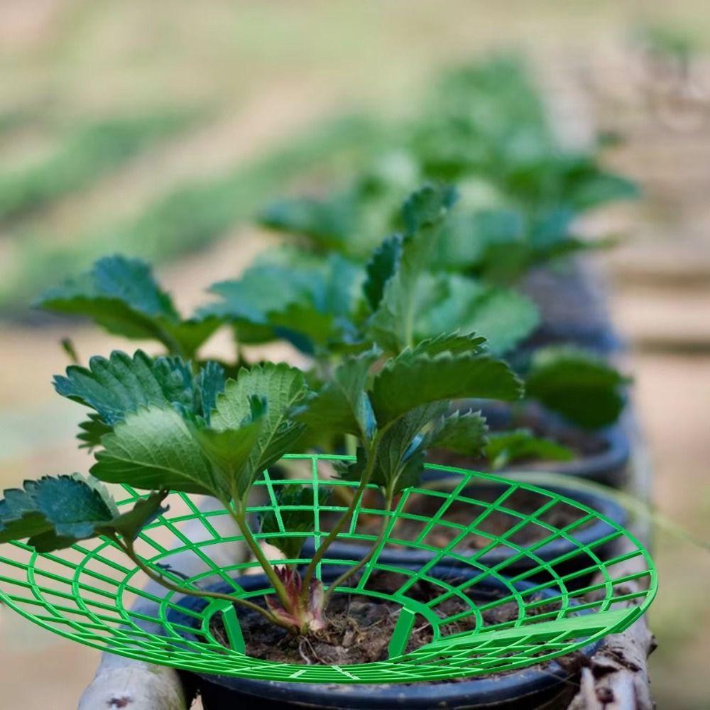 1/3Pcs Anti-ground Strawberry Stand  for Protecting Strawberries from Mold Rot and Dirt