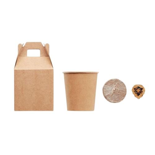 MidOcean Growtree Pine Tree Seeds