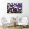 Leinwandbild Krokus-Blumenwiese Natur