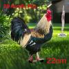 Vivid Colorful Rooster Garden Ground Stake, 2D Acrylic Outdoor Decor for Lawn Backyard Farm Patio School Yard Garden Insert Ornament