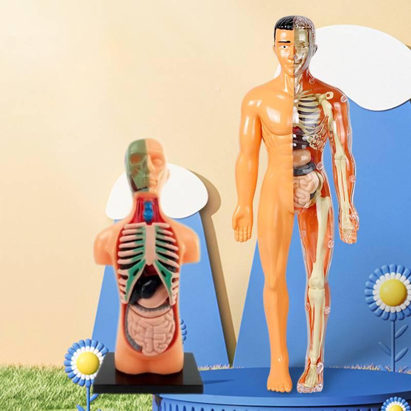 Educational Anatomy Toy For Exploring Human Body