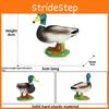Modelos de Patos em Tamanho Real Coleção de Aves Aquáticas de Plástico Para Atividades Educativas Infantis