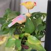 2Pcs Cute Garden Bird Decorative Stakes Lifelike Mini Bird Sculpture  Farmhouse