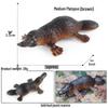 Australian Platypus Medium-Sized Children's Toy Model