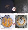 Commercial Double-Sided Electric Griddle for Pancakes and Crepes, Large Diameter, High Power