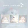 60 Sheet 3.15-inch Korean Cat Themed Student Memo Pad
