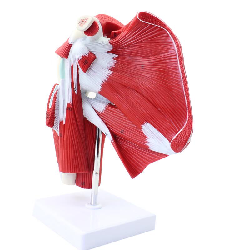 ENOVO Human Functional Knee Joint Model