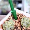 Gardenline Zestaw Do Pikowania - Mini Siewnik + Narzędzia Eva2741