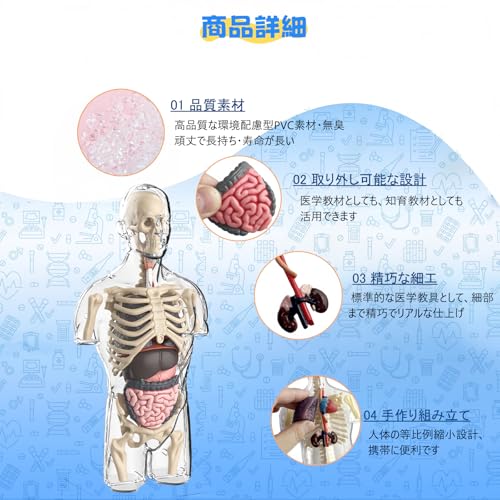 HYEANHLPYE Human Anatomy Model Toy, Human Model Toy, Mannequin, Transparent Half Body with Detachable Organs and Skeleton, Disassembly Puzzle Set, 3D