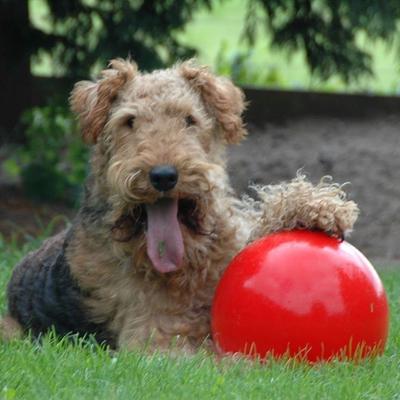 boomer ball for dogs