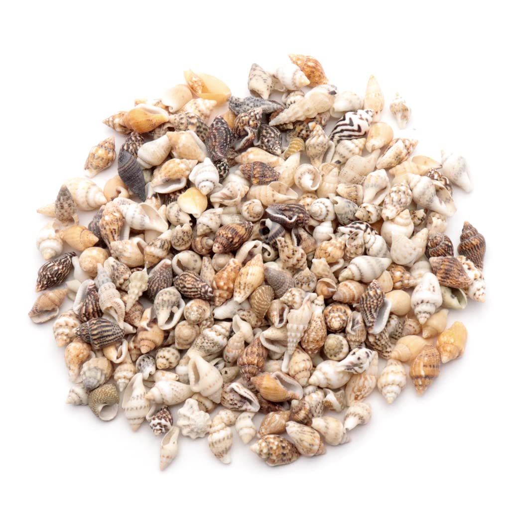 

Ракушка дом около 50 штук [ЗОЛОТОЙ КАМЕНЬ] детали, смола, 10г, ракушка, материалы, время, ручная работа, ремесло, натуральный, ракушка, материал, улитка,