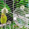 Auto Touch Activated Bird Waterer 250ml Corrosion Resistant Cage Attachment Water Dispenser for Low Waste Watering