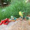 1Pcs Hand Painted Amphibious Animal Figurine Educational Realistic Toad Frog Figure Rubber Animal Model Toy For Kids