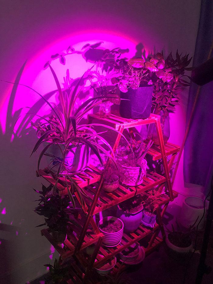 

Светодиодная лампа для выращивания растений на штативе с регулируемой яркостью 20 Вт, красный/синий/дневной белый, полный спектр, напольная лампа с регулировкой яркости для цветения рассады EU Plug