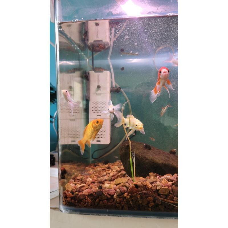 Praktische 3-in-1 Aquarium Tauchpumpe - Filter Luft Sauerstoff & Strömungspumpe Interne Powerhead Wesentliche Aquarien Zubehörteile