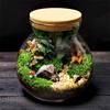 Micro Landscape Glass Bottles with Cork Lid Glass Vase Bryophyte Moss Plant Container Glass Terrarium  Bonsai Desktop Decoration