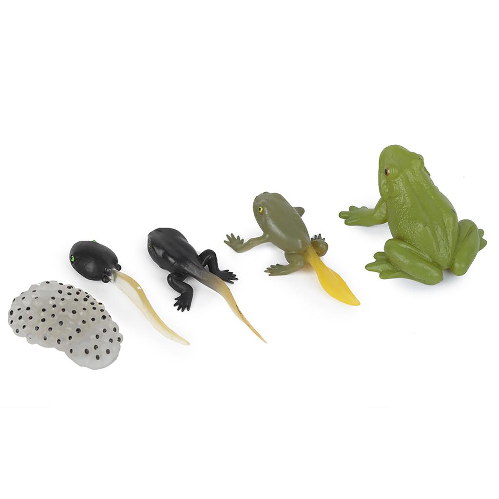 Ranidae Growth Cycle Model Children Miniature Simulation Animal Early Education Statue Toy
