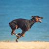 Giyim ve ayakkabı – Köpek ayakkabıları