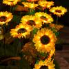 Solar Sunflower LED Garden Light - Vibrant Yellow Flower Decoration