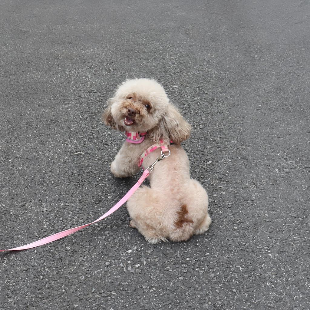 THAIN Dog Harness and Lead Checkered Pattern with Reflective for Medium To Large Dogs Pink Set, Skin-Friendly Mesh, Adjustable, (M, Checkered)