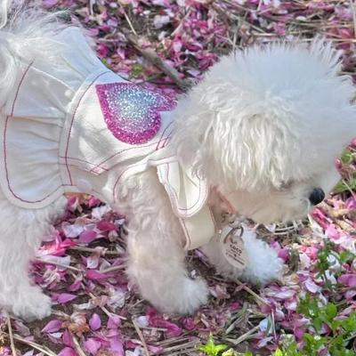 Ropa y calzado – Vestidos para perros