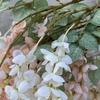 6 Forks Artificial Wisteria Flowers Purple Fake Flower String  Wedding Decoration