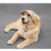 Cute Pet Baseball Cap Ear Hole Design Outdoor Sun Hat Dog Visor Cap for Golden Retriever Labrador Big Dogs Walking Travel Pet Accessories