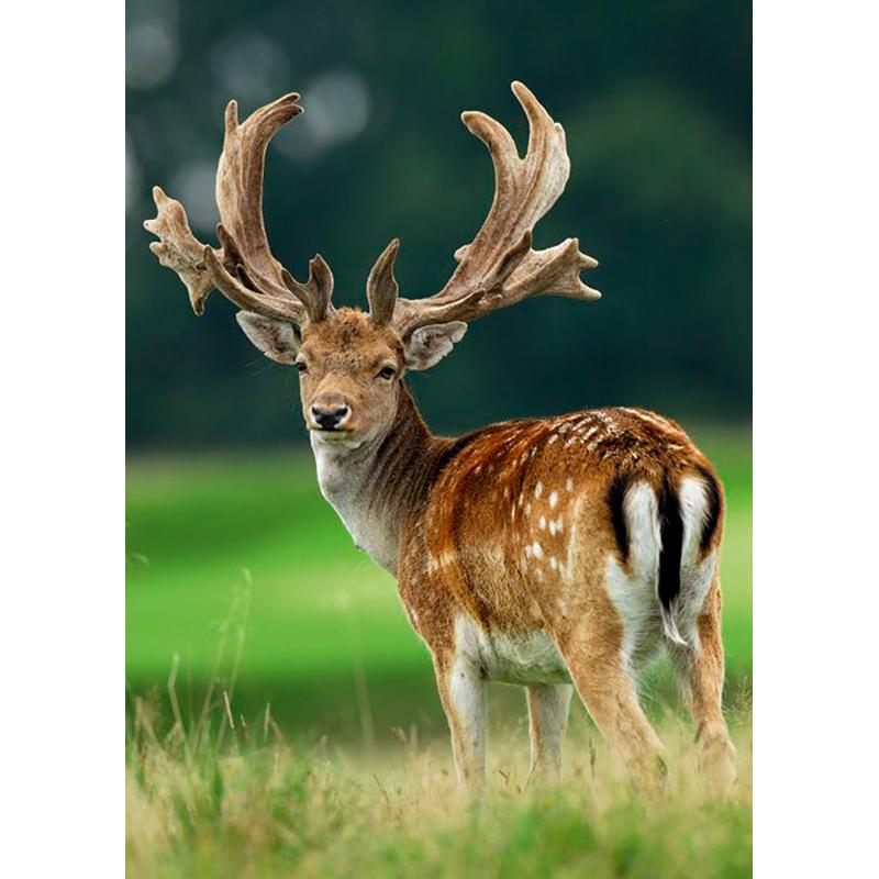 Deer DIY 5D Diamond Painting Full Round Drill Animal Diamond Embroidery Cross Stitch Mosaic Kits Wall Art Home Decor