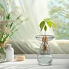 Avocado Hydroponische Vase Transparentes Pflanzenvermehrungsstation Glas Avocadobaum Blumenvase für Balkon