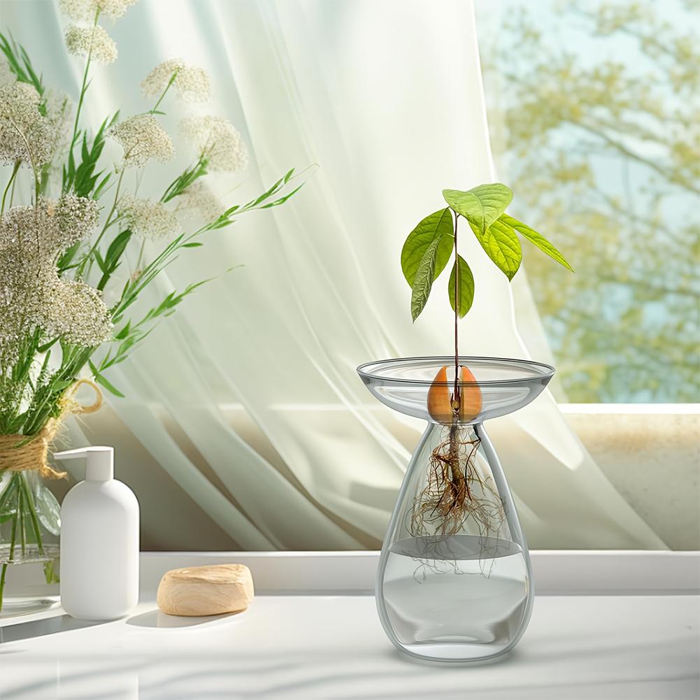 Avocado Hydroponische Vase Transparentes Pflanzenvermehrungsstation Glas Avocadobaum Blumenvase für Balkon