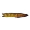 TAKE-OFF Takeoff Moray Eel Plush Toy