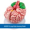 Qinghua 4D Anatomisches Modell des menschlichen Gehirns und zerebrovaskuläres Modell für die medizinische Ausbildung