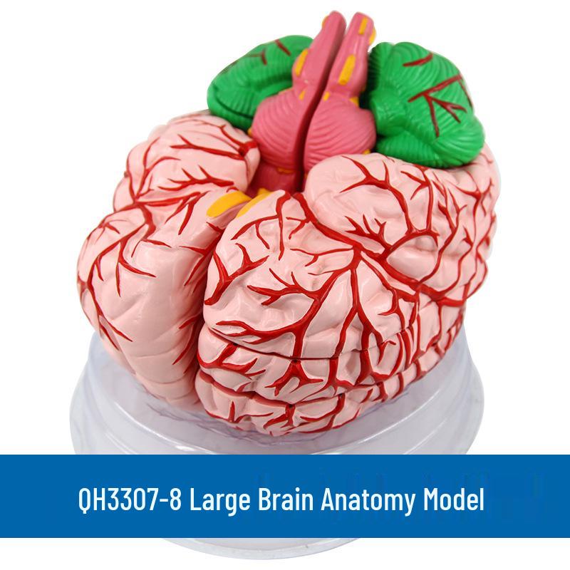 Qinghua 4D Anatomisches Modell des menschlichen Gehirns und zerebrovaskuläres Modell für die medizinische Ausbildung
